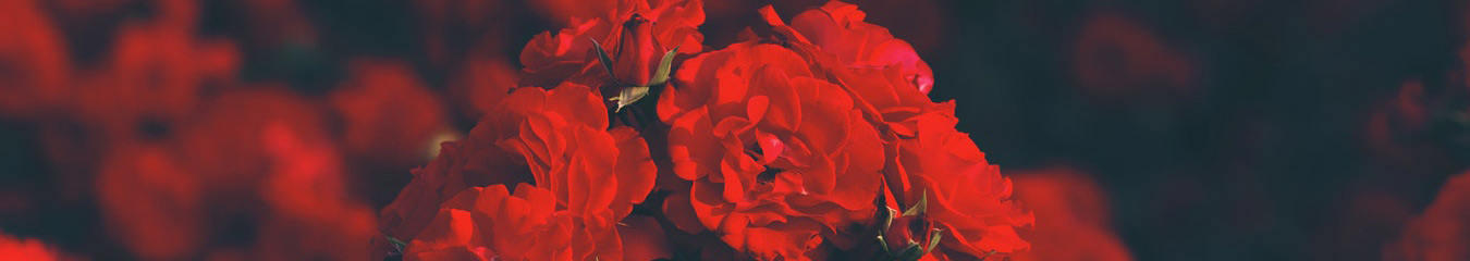 Service-banner-image